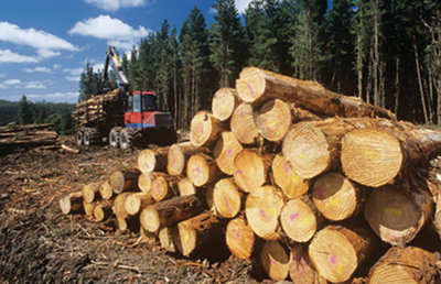 뉴잉글랜드 지역에서 하루 평균 65에이커의 숲이 사라지고 있다
