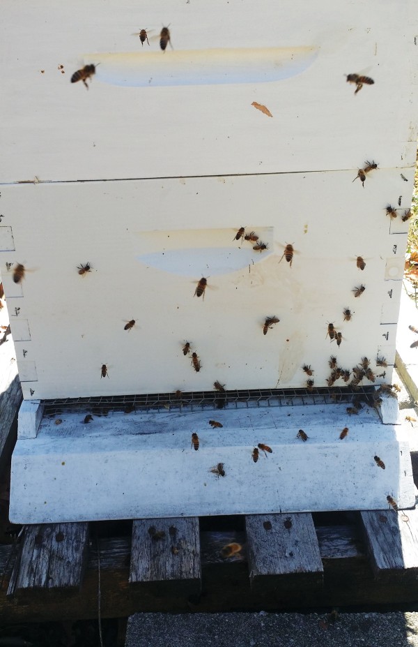 벌들의 처녀비행과 바닥에 시커멓게 묻은 방역물질들
