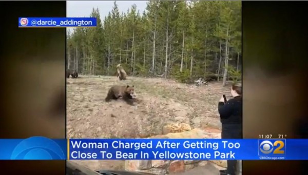 미국 옐로스톤 국립공원에서 불곰에 접급해 사진찍은 여성 연방검찰에 기소