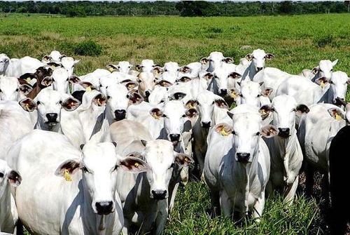 브라질은 세계 최대 소 사육국으로 꼽힌다. 지난해 말 기준으로 브라질의 소 사육 두수는 2억1천500만 마리로 전체 인구(2억1천330여만 명)를 웃돈다. 사진은 브라질 북부 파라주의 소 사육 농가의 소떼.
