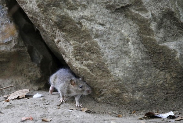 뉴욕 시내 공원에서 촬영된 쥐