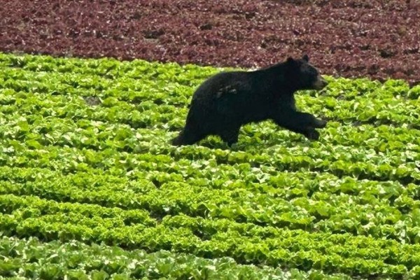 렉싱턴 윌슨팜의 카메라에 포착된 곰, 페이스북 사진