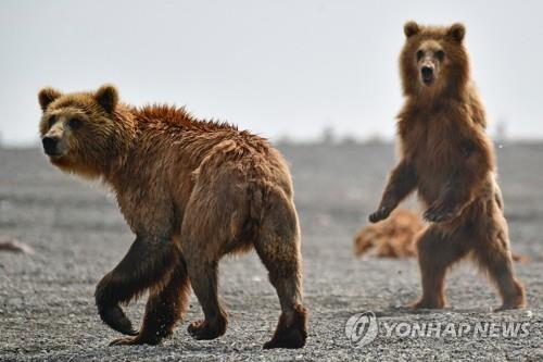 러 극동 캄차카반도에 서식하는 불곰
