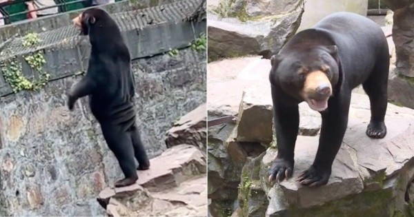 트위터에 올라온 중국 항저우 동물원의 말레이시아 태양곰 사진.