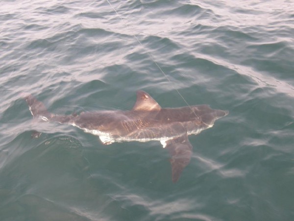 보스톤 남쪽 시튜에이트 연안에서 발견된 새끼 상어