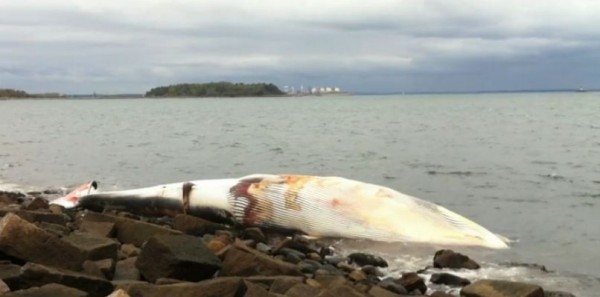 레인스포드 섬이 상륙한 고래의 사체 무려 16.7미터에 달한다. 개인 소유의 해안에 상륙할 경우 개인이 치워야 할 의무가 있어 <떠다니는 2만불 짜리 벌금>이었다.