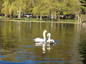 보스톤 가든 백조연못(Swan pond)에 돌아 온 한쌍의 백조.  이들은 돌아 온 첫날부터 애정을 과시했고 많은 시민들이 그들을 보기 위해 몰려들었다.