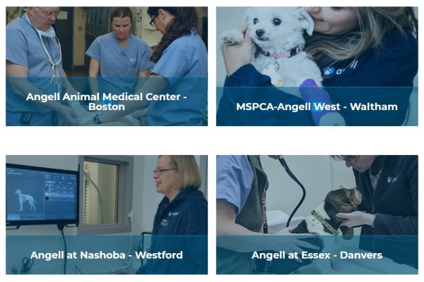 뉴잉글랜드 최대의 동물병원 엔젤 메디컬 센터, 응급실을 찾는 반려동물이 넘쳐나고 있다