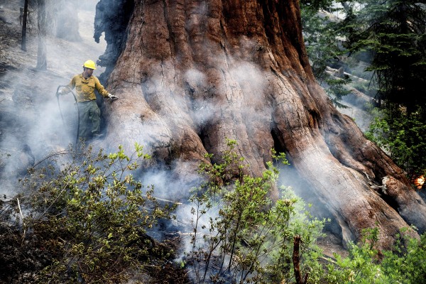산불 위협받는 요세미티 국립공원의 자이언트 세쿼이아