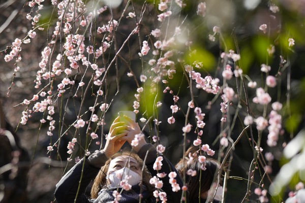 일본 도쿄에 핀 매화꽃